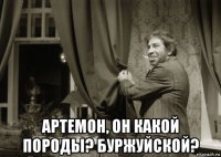  артемон, он какой породы? буржуйской?