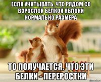 если учитывать, что рядом со взрослой белкой яблоки нормально размера то получается, что эти белки - переростки