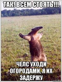 так! всем стоять!!! челс уходи огородами, я их задержу
