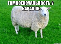 гомосексуальность у баранов 