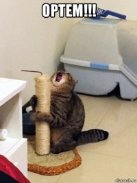 ортем!!! 