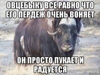 овцебыку все равно что его пердеж очень воняет он просто пукает и радуется