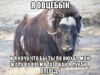 я овцебык и я хочу что бы ты по нюхал мою жопу во время того как я пукаю , вперед )