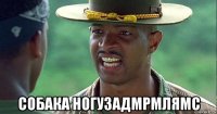  собака ногузадмрмлямс