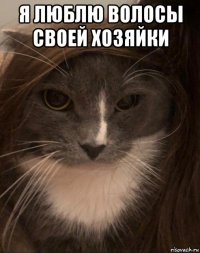я люблю волосы своей хозяйки 