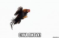  сука питух!