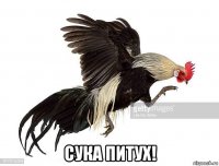  сука питух!