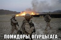  помидоры, огурцы.ага