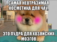 самая неотразимая косметика для чау, это пудра для хозяйских мозгов