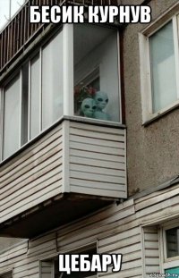 бесик курнув цебару