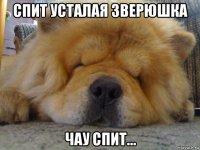 спит усталая зверюшка чау спит...