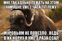 мне так удобно лежать на этом камушке уже 2 часа тут лежу муровьям не повезло , ведь в их норку я уже 3 раза ссал