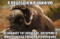 я овцебык и я кайфую не кайфует тот оленёнок , которому я минуту назад смащно пернул в нос