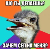 шо ты делаешь? зачем сел на меня?