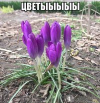 цветыыыыы 