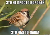 это не просто воробей это чья то даша
