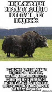 когда як увидел хорька то взял его копытами , лёг поудобнее поднёс хорька к попе и издал медленный мокрый пук , наслаждаясь этим моментов. хорёк тем временем пытался вырваться , ведь в этот момент хорёк чувствовал самый мерзкий запах за свою жизнь