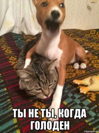  ты не ты, когда голоден