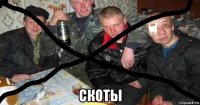  скоты