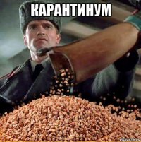 карантинум 