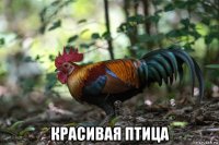  красивая птица