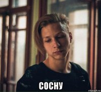  сосну