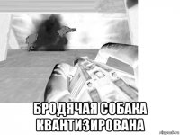  бродячая собака квантизирована