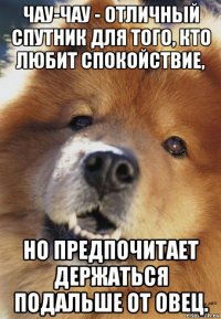 чау-чау - отличный спутник для того, кто любит спокойствие, но предпочитает держаться подальше от овец.
