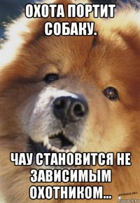 охота портит собаку. чау становится не зависимым охотником...