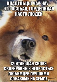 владельцы чау-чау - это особая, горделивая каста людей считающая своих своенравных непростых любимцев лучшими собаками на земле