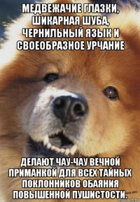 медвежачие глазки, шикарная шуба, чернильный язык и своеобразное урчание делают чау-чау вечной приманкой для всех тайных поклонников обаяния повышенной пушистости.