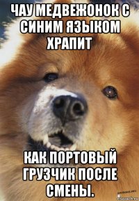 чау медвежонок с синим языком храпит как портовый грузчик после смены.