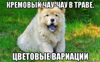 кремовый чау-чау в траве. цветовые вариации