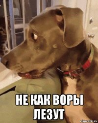  не как воры лезут