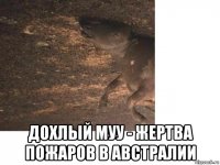  дохлый муу - жертва пожаров в австралии