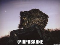  очарование