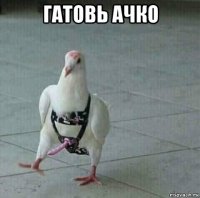 гатовь ачко 