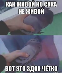 как живой но сука не живой вот это здох чётко