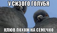 у сизого голубя клюв похож на семечко