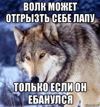 волк может отгрызть себе лапу только если он ебанулся