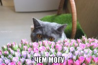  чем могу