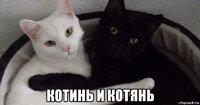  котинь и котянь