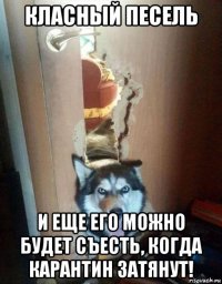 класный песель и еще его можно будет съесть, когда карантин затянут!