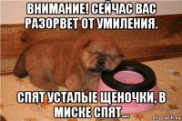 внимание! сейчас вас разорвет от умиления. спят усталые щеночки, в миске спят...