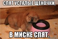 спят усталые щеночки, в миске спят.