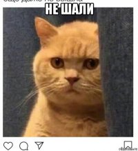 не шали 