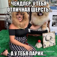 чендлер, у тебя отличная шерсть! а у тебя парик...