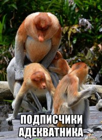  подписчики адекватника