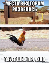 место в котором развелось охуевших петухов