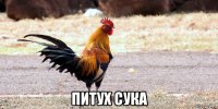  питух сука